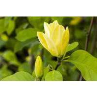 Magnolia Yellow Bird 60- 80 cm
