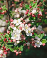 Malus Evereste  80- 100 cm