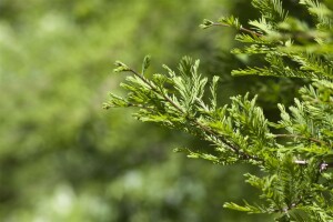 Metasequoia glyptostroboides 125- 150 cm