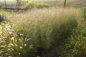 Panicum virgatum Shenandoah C10