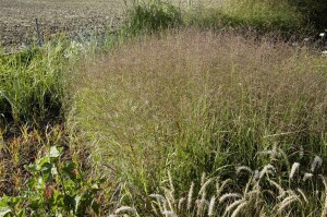 Panicum virgatum Shenandoah C10