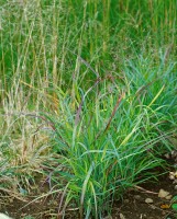 Panicum virgatum Shenandoah C10