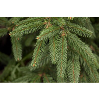 Picea abies Inversa kräftig 4xv mDb 125- 150 cm
