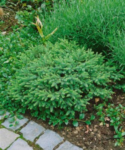 Picea abies Nidiformis 20- 30 cm