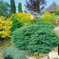 Picea abies Nidiformis 20- 30 cm