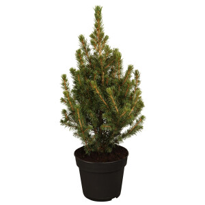 Picea glauca Conica 30- 40 cm
