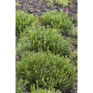 Pinus mugo mughus 15- 20 cm
