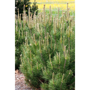 Pinus mugo pumilio 15- 20 cm