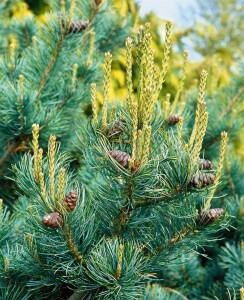 Pinus parviflora Negishi 4xv mB 80- 100 cm