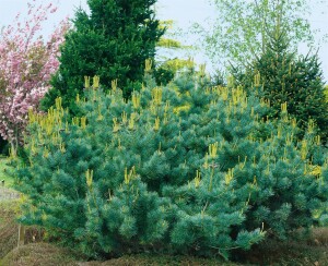 Pinus parviflora Negishi 4xv mB 80- 100 cm