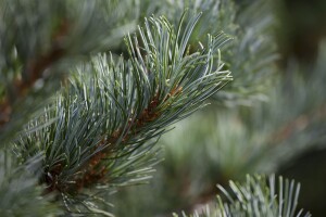 Pinus parviflora Negishi 4xv mB 80- 100 cm