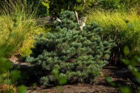 Pinus parviflora Negishi 4xv mB 80- 100 cm