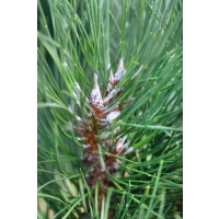 Pinus sylvestris Fastigiata kräftig 4xv mDb 125- 150 cm