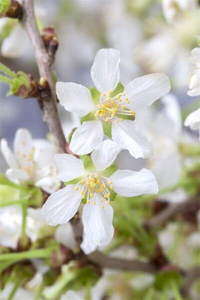 Prunus incisa Kojou-no-mai 40- 60 cm