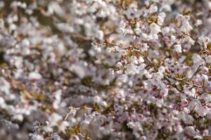 Prunus incisa Kojou-no-mai 40- 60 cm