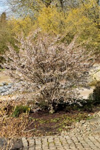 Prunus incisa Kojou-no-mai 40- 60 cm