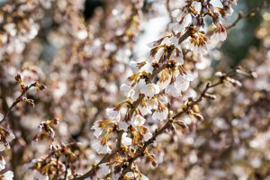 Prunus incisa Kojou-no-mai 40- 60 cm