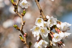 Prunus incisa Kojou-no-mai 40- 60 cm