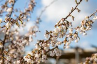 Prunus incisa Kojou-no-mai 40- 60 cm