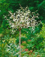 Prunus incisa Kojou-no-mai 40- 60 cm