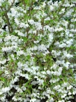 Prunus incisa Kojou-no-mai 40- 60 cm