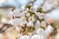 Prunus incisa Kojou-no-mai 40- 60 cm