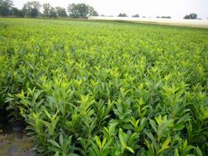 Prunus laurocerasus Novita 125- 150 cm buschig