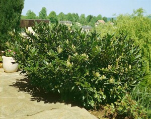 Prunus laurocerasus Otto Luyken 30- 40 cm