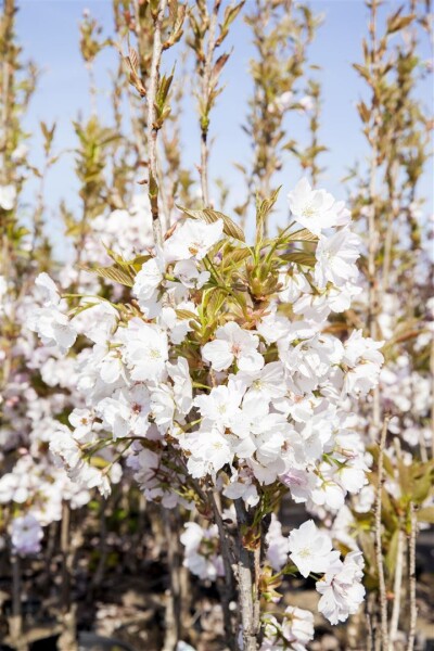 Prunus serrulata Amanogawa 60- 100 cm