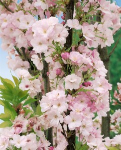 Prunus serrulata Amanogawa 60- 100 cm