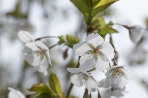 Prunus serrulata Amanogawa 60- 100 cm