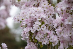 Prunus serrulata Amanogawa 60- 100 cm