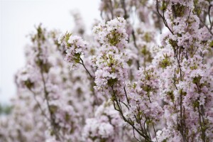 Prunus serrulata Amanogawa 60- 100 cm