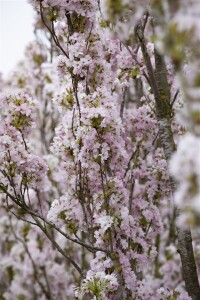 Prunus serrulata Amanogawa 60- 100 cm