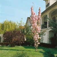 Prunus serrulata Amanogawa 60- 100 cm