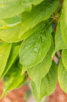 Prunus serrulata Amanogawa 60- 100 cm