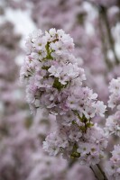 Prunus serrulata Amanogawa 60- 100 cm