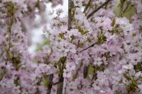 Prunus serrulata Amanogawa 60- 100 cm