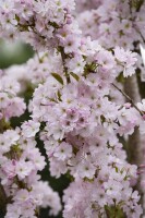 Prunus serrulata Amanogawa 60- 100 cm