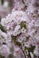 Prunus serrulata Amanogawa 60- 100 cm