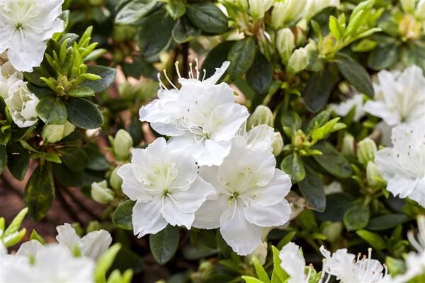 Rhododendron obt.Maischnee  -R- C 2 20-  25