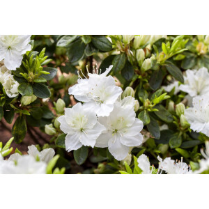 Rhododendron obt.Maischnee  -R- C 2 20-  25
