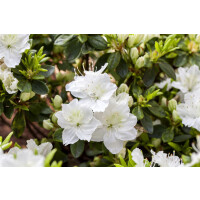 Rhododendron obt.Maischnee  -R- C 2 20-  25