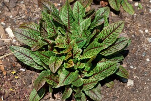 Rumex sanquineus