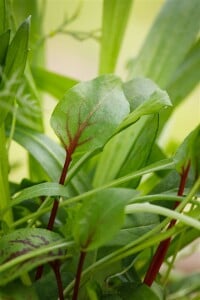 Rumex sanquineus