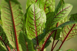 Rumex sanquineus