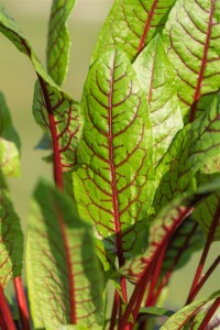 Rumex sanquineus