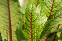 Rumex sanquineus