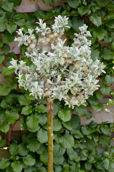 Salix hastata Tobi Sta C3 Krone einj. Stammhöhe 60 cm + Krone