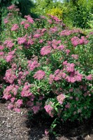 Spiraea japonica Darts Red P1,3 20-30